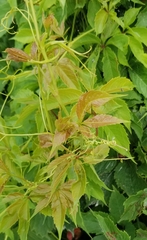 Parthenocissus quinquefolia