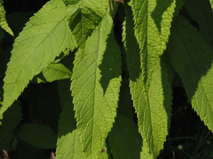 Eutrochium fistulosum