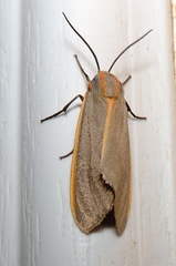 Pygarctia abdominalis