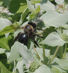 Xylocopa virginica