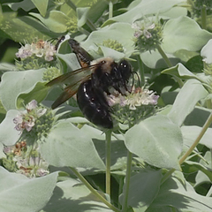 Xylocopa virginica
