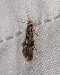 Nemapogon ophrionella