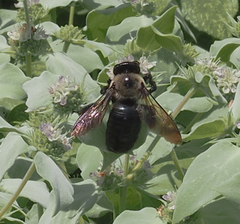 Xylocopa virginica