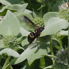 Euodynerus hidalgo boreoorientalis