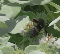 Euodynerus hidalgo boreoorientalis