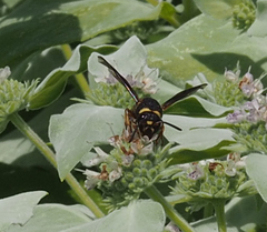 Euodynerus hidalgo boreoorientalis
