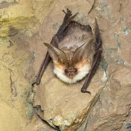 Strelkov's Long-eared Bat (Plecotus strelkovi) — Least Concern Mammalia
