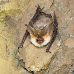 Strelkov's Long-Eared Bat photo 1