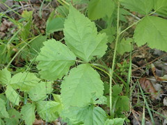 Rubus pubescens