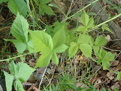 Rubus pubescens