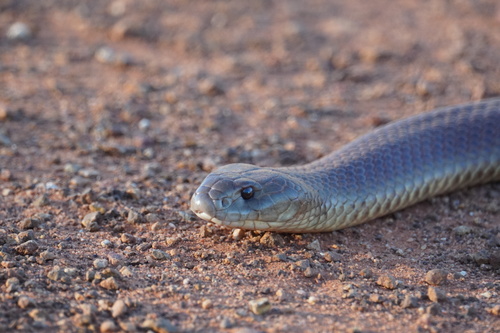 Mulga Snake sighting