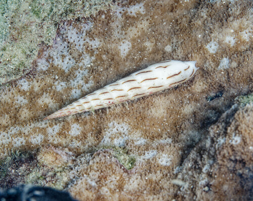Terebra lanceata observed 2024-10-12