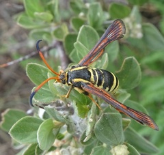 Synanthedon arizonensis
