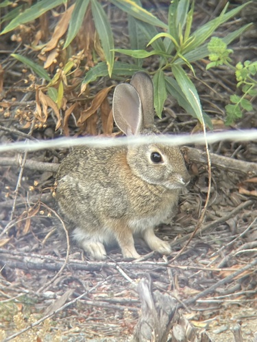 iNaturalist observation photo of Cottontail Rabbits