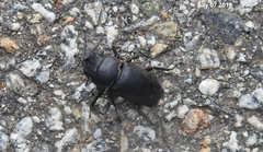 Dorcus rubrofemoratus
