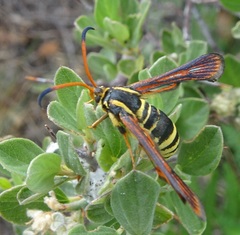 Synanthedon arizonensis