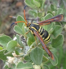 Synanthedon arizonensis