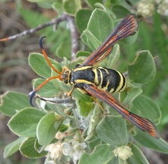 Synanthedon arizonensis