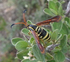 Synanthedon arizonensis