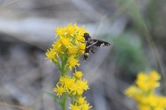 Exoprosopa dorcadion