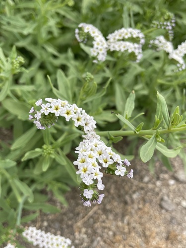 iNaturalist observation photo of alkali heliotrope