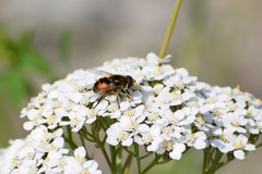 Eristalis brousii