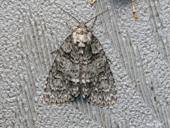 Acronicta modica