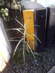 Senecio quadridentatus