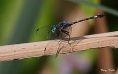 Micrathyria hypodidyma