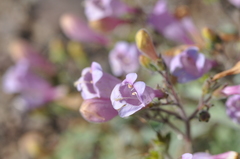 Penstemon richardsonii