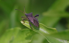 Camptischium
