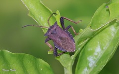 Camptischium