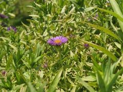Symphyotrichum novae-angliae
