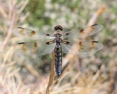 Plathemis subornata