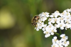 Eristalis brousii