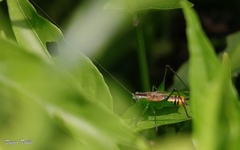 Conocephalus ochrotelus