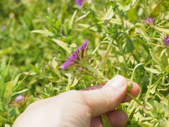 Symphyotrichum novae-angliae