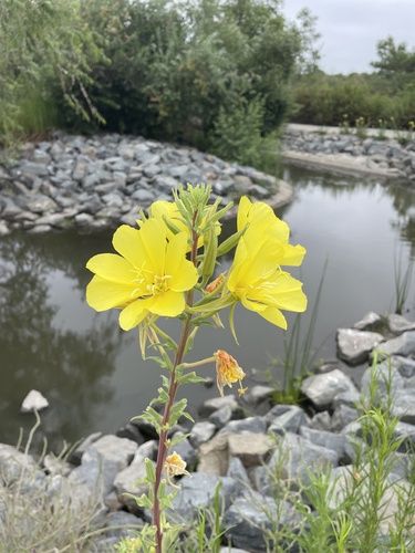 iNaturalist observation photo of tall evening primrose