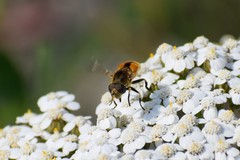 Eristalis brousii