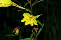 Oenothera elata hirsutissima