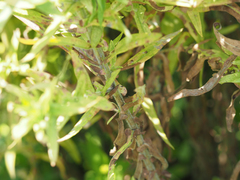 Symphyotrichum novae-angliae