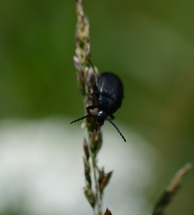 Pseudocistela pinguis