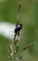 Pseudocistela pinguis