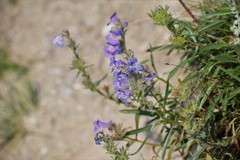 Penstemon gormanii