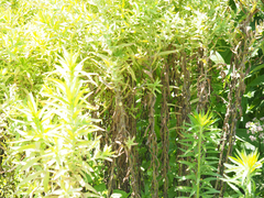 Symphyotrichum novae-angliae