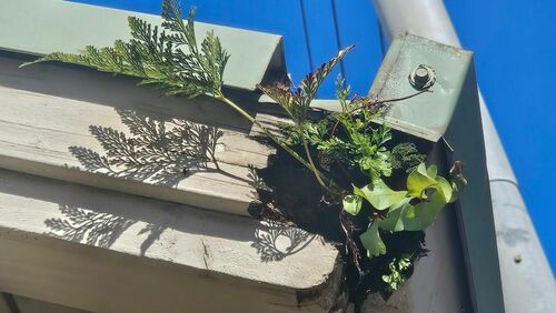 Phlebodium aureum