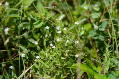 Moehringia lateriflora