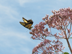Papilio glaucus