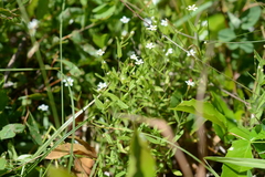 Moehringia lateriflora