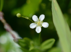 Moehringia lateriflora